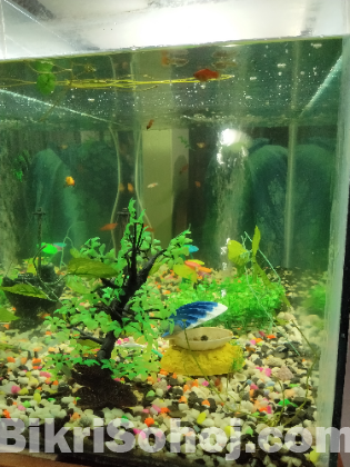 Aquarium For Sale